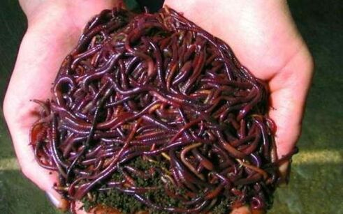Regenwürmer und ihre Verwendung zur Penisvergrößerung
